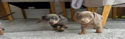 Miniature Dachshund dogs for sale: Miniature Dutch hound puppies - Advert 18