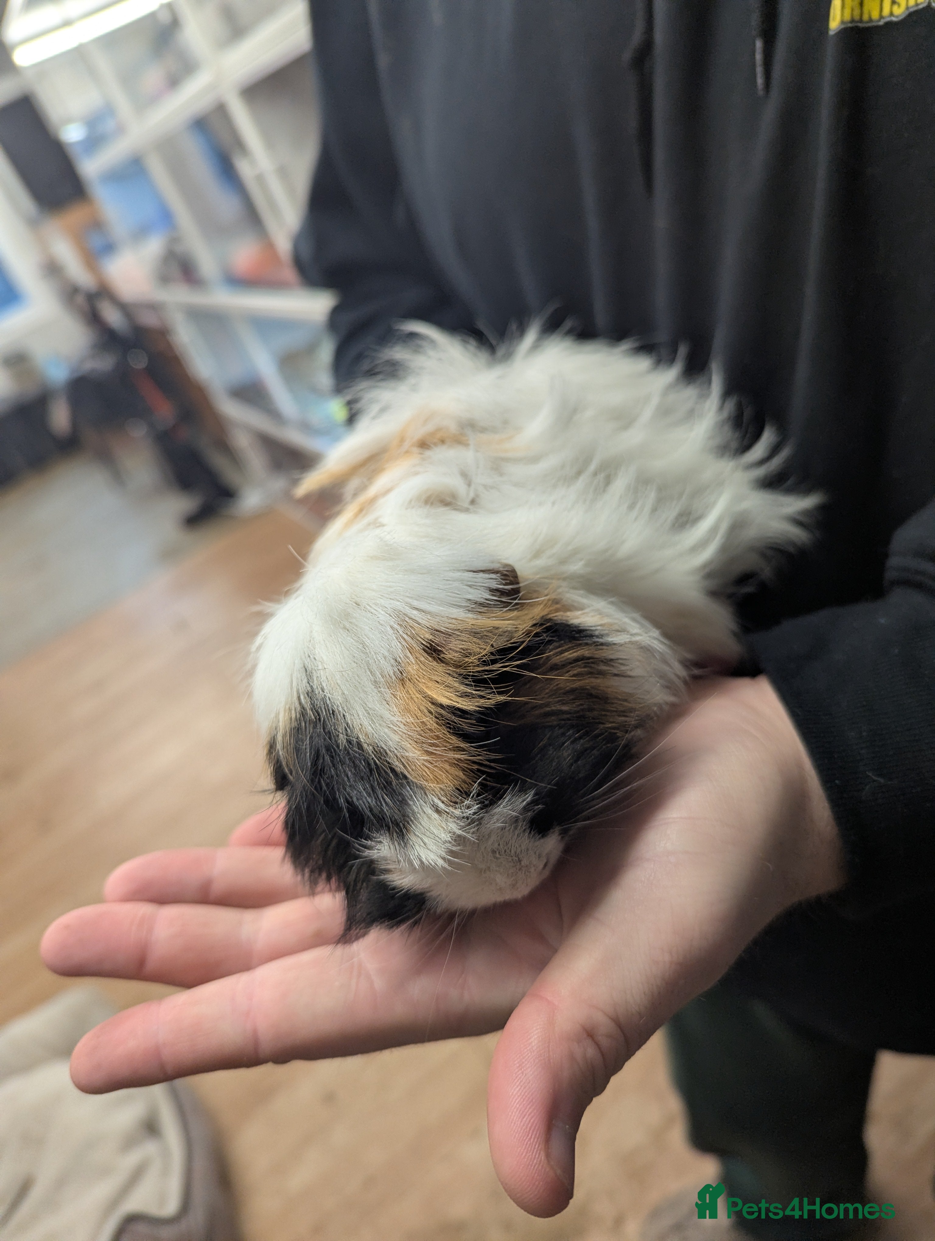 Guinea Pig rodents 2 Peruvian girls. Pure breed. Price is for both! - Advert 6