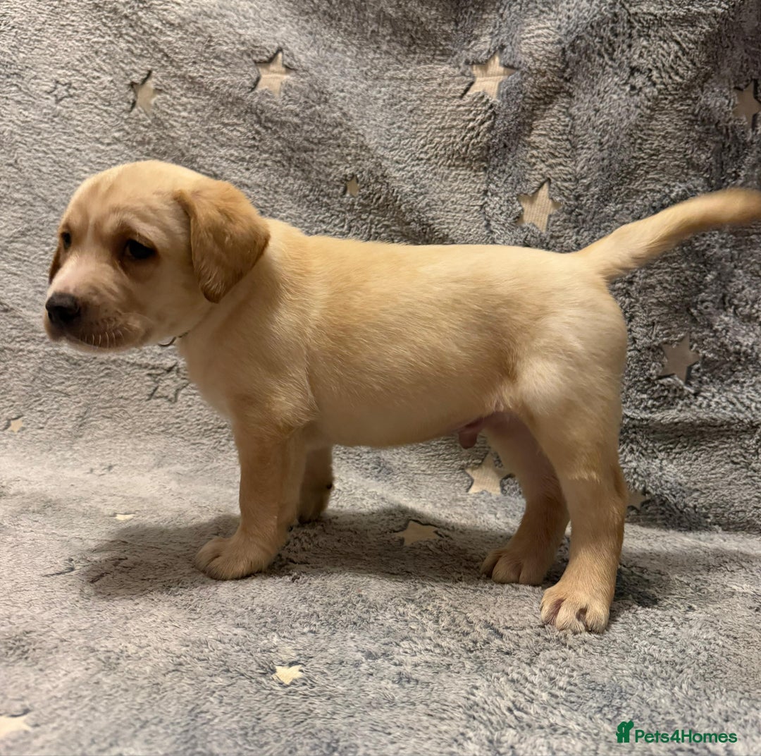 Labrador Retriever dogs for sale: Labrador retriever puppies  - Advert 13