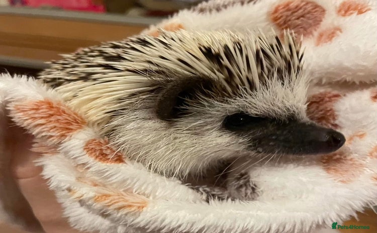 Pygmy Hedgehog rodents - Advert 14