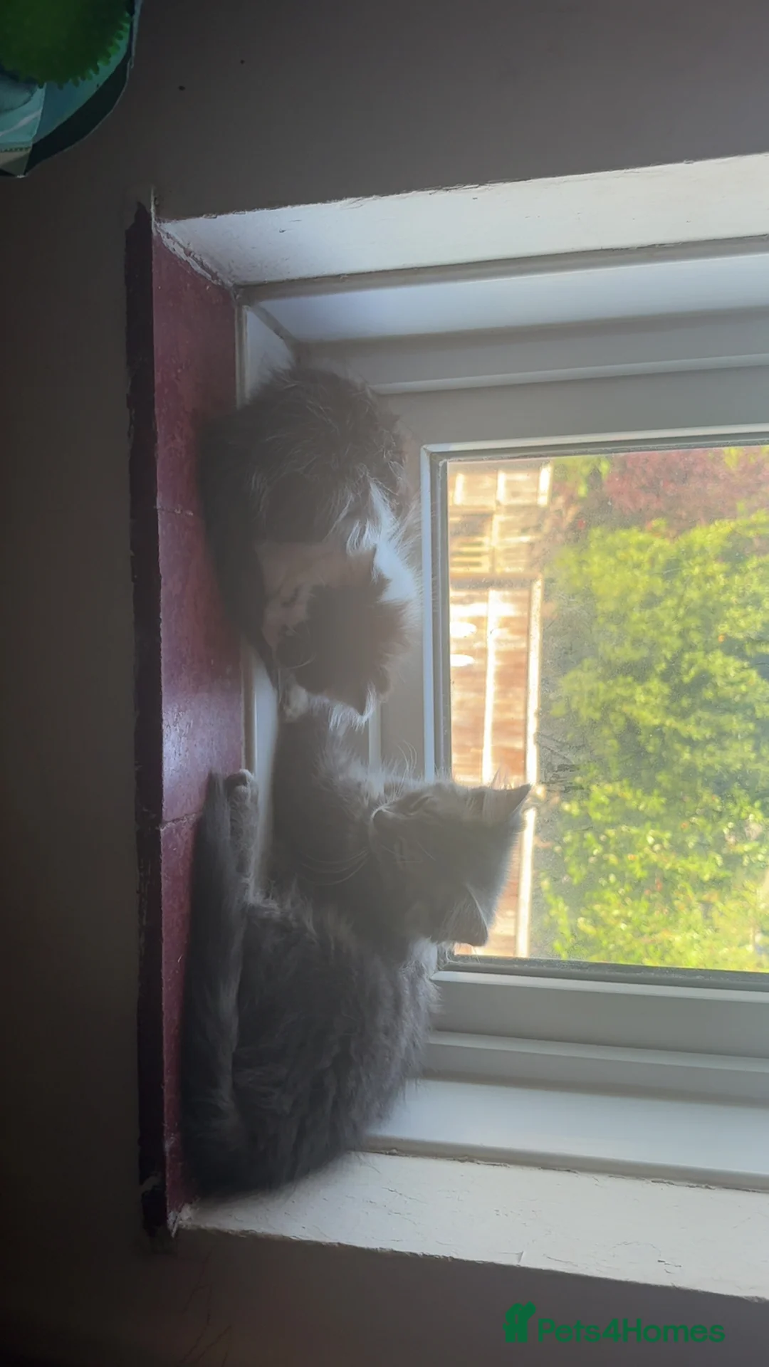Mixed Breed cats for sale: Kittens looking for a loving family to join  - Advert 2