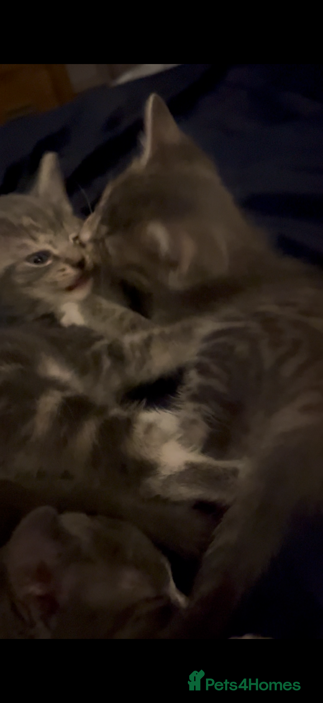 Mixed Breed cats for sale: Half ragdoll girl kittens ready now  - Image 11