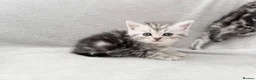 Persian cats for sale: Gorgeous chinchilla persian x Maine coon kittens  - Advert 12