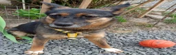 Mixed Breed dogs for adoption: ❤️ELLA❤️– SMALL GIRL FIRST IN LINE FOR CUDDLES - Advert 6