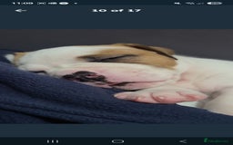 American Bulldog dogs for sale: American bulldog - Image 6