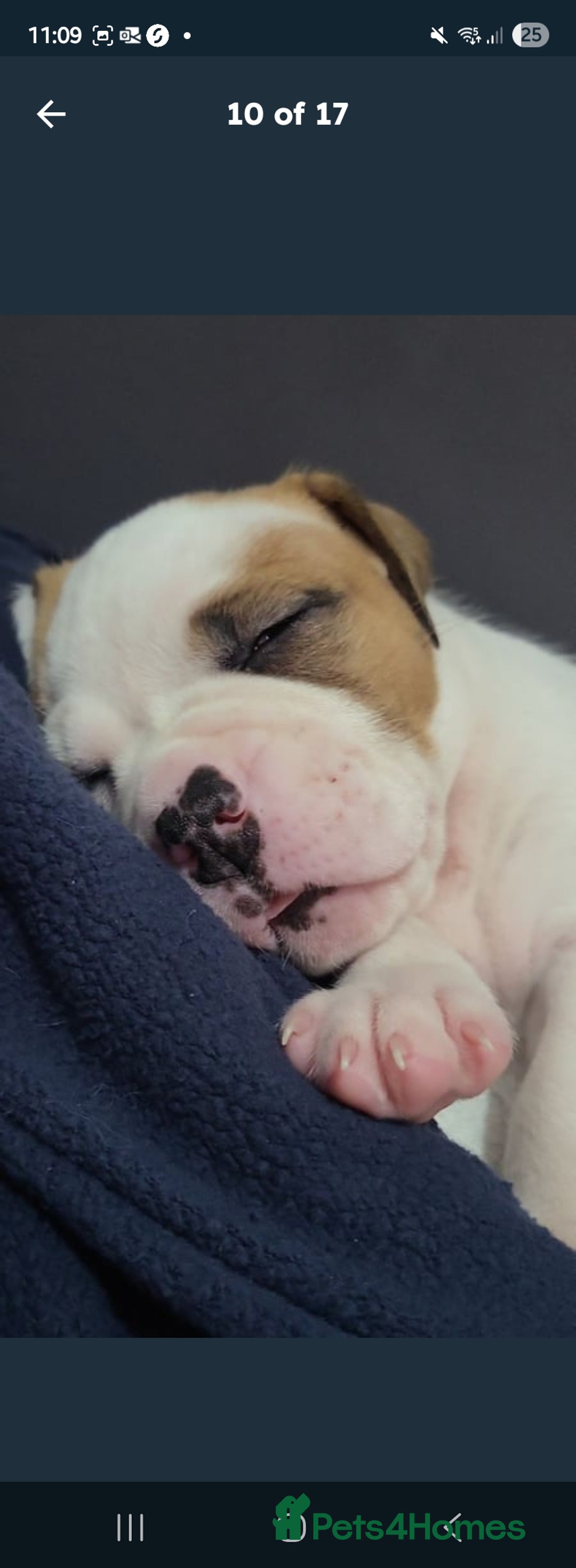 American Bulldog dogs for sale: American bulldog - Image 6