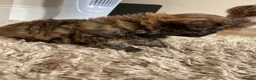 Shih Tzu dogs for sale: Shih Tzu boy - Advert 5