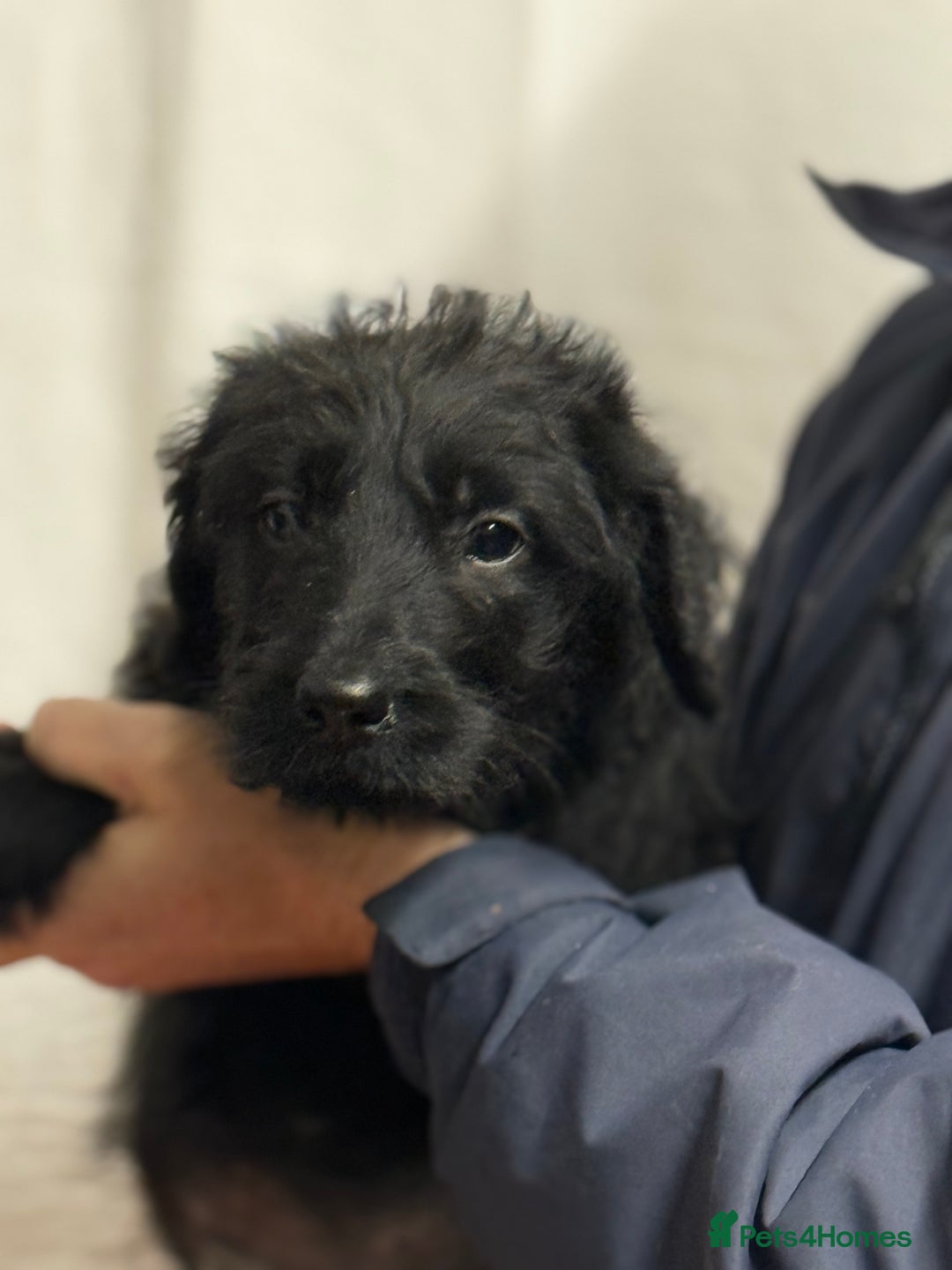 Labradoodle dogs for sale: F1 standard labradoodles  - Advert 9