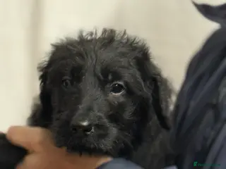 Labradoodle dogs F1 standard labradoodles - Advert 4