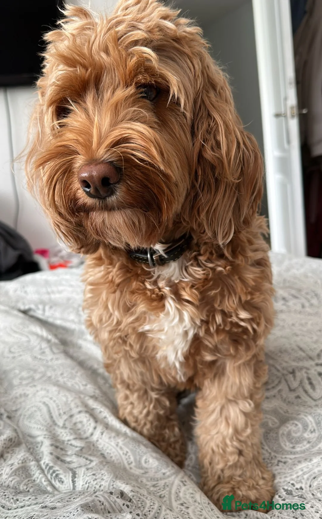 Cockapoo dogs for sale: Cockapoo Heidi - Advert 2