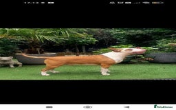 English Bull Terrier dogs for sale: English Bull Terrier Puppy Two Handsome Boys - Image 5