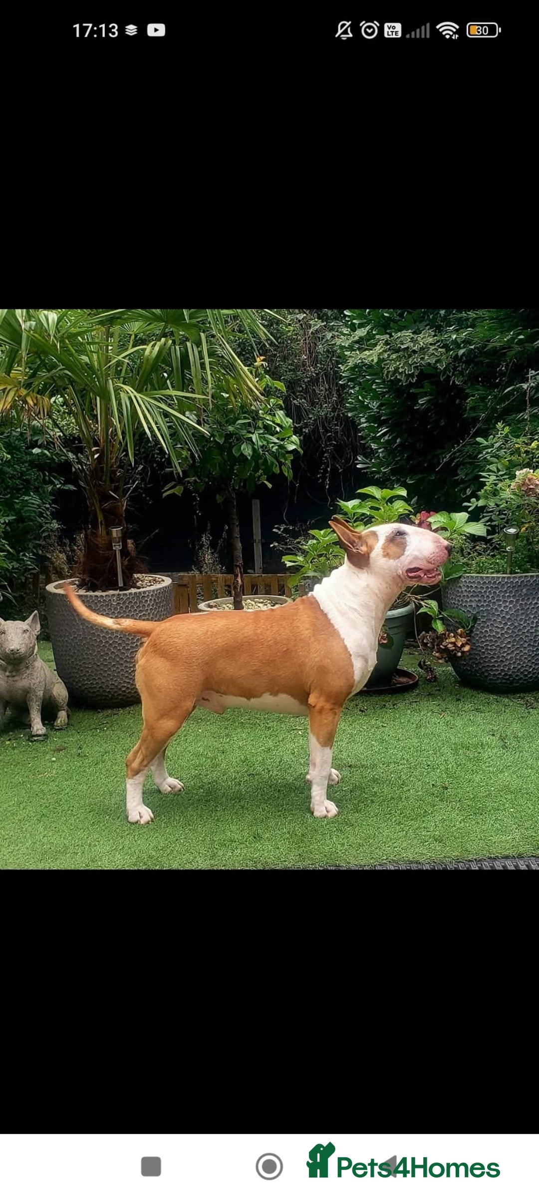 English Bull Terrier dogs for sale: English Bull Terrier Puppy Two Handsome Boys - Image 5