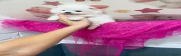 Pomeranian dogs for sale: Gorgeous White Kc babies 🌟🌟🌟🌟🌟 - Advert 6