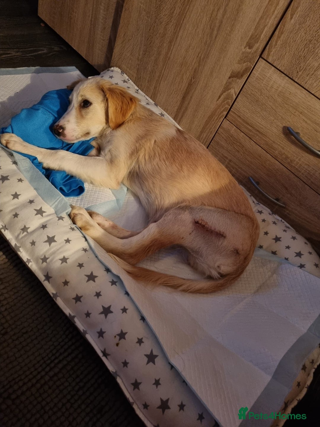 Mixed Breed dogs for adoption: Sweet Little OLAF – Hit and Run 😡 - Advert 7