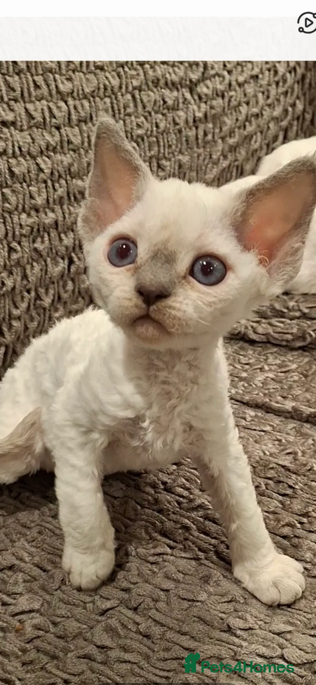 Devon Rex cats for sale: 🌸 Devon Rex with blue eyes FIFE registered  🌸 - Advert 7