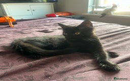 British Longhair cats for sale: 5 month old kittens for sale  - Image 8