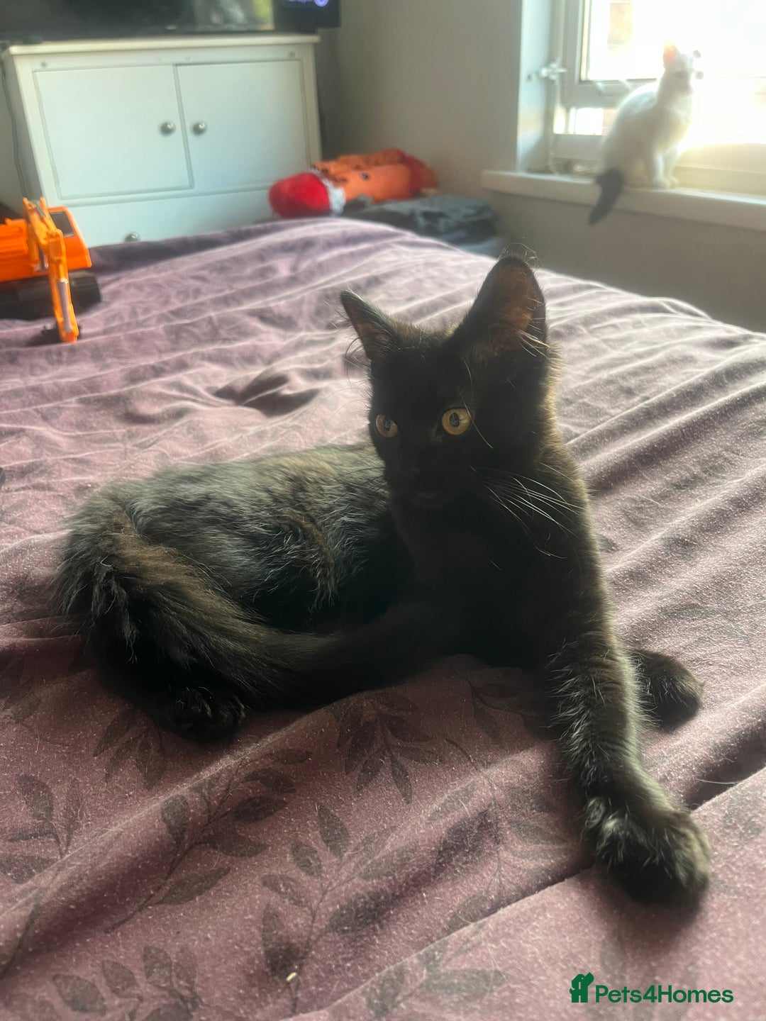 British Longhair cats for sale: 5 month old kittens for sale  - Image 8