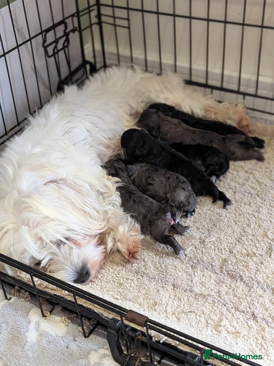 Maltipoo dogs for sale: MALTIPOO F1 - Advert 8