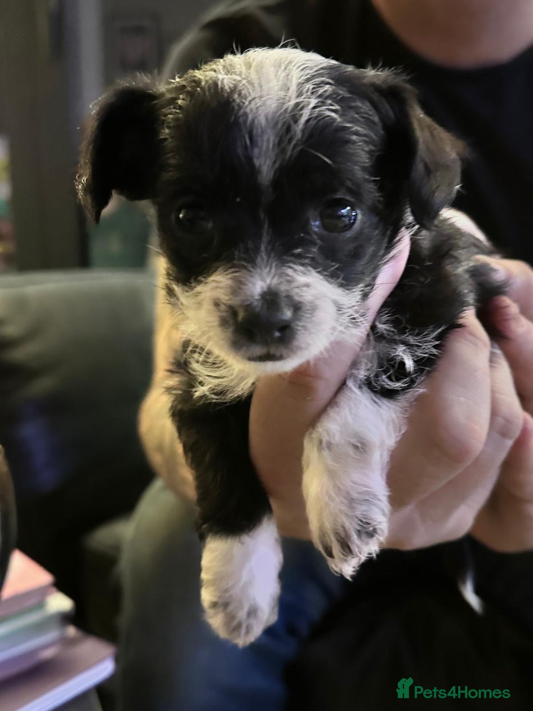 Chipoo dogs for sale: Chihuahua toy poo cross - Advert 6