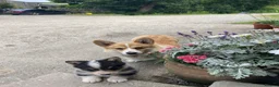 Welsh Corgi Pembroke dogs for sale: Pembroke Corgi pupp for sale in Corwen - Advert 2