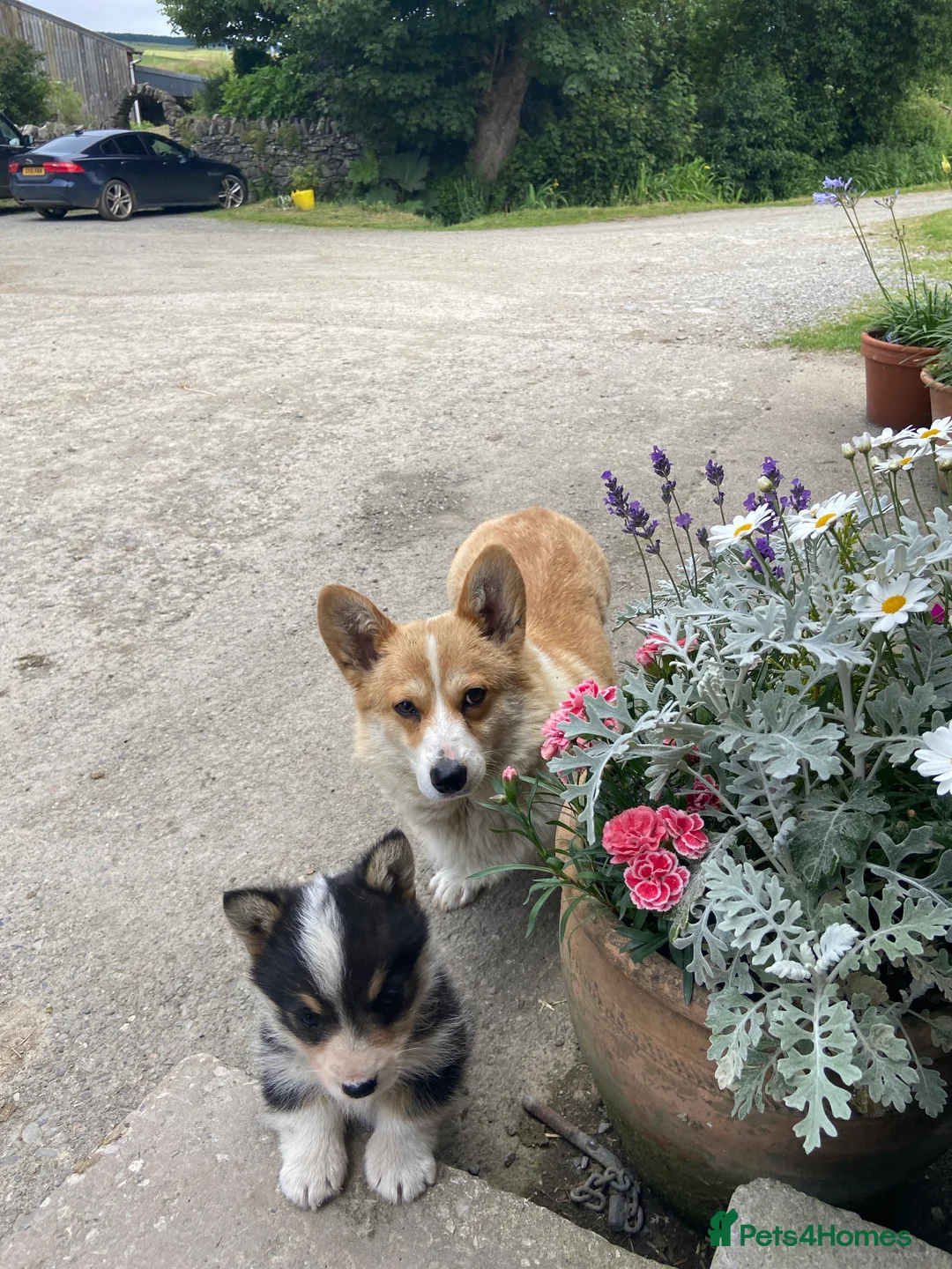 Welsh Corgi Pembroke dogs for sale: Pembroke Corgi pupp for sale in Corwen - Advert 2