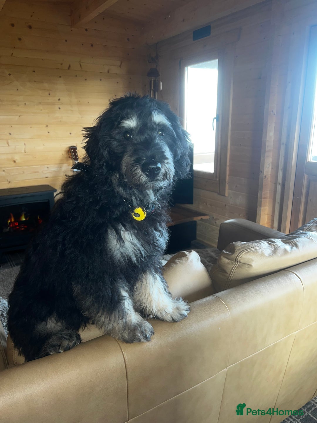 Mini Goldendoodle dogs for sale: Mini Goldendoodle Male (6 month)  - Advert 2