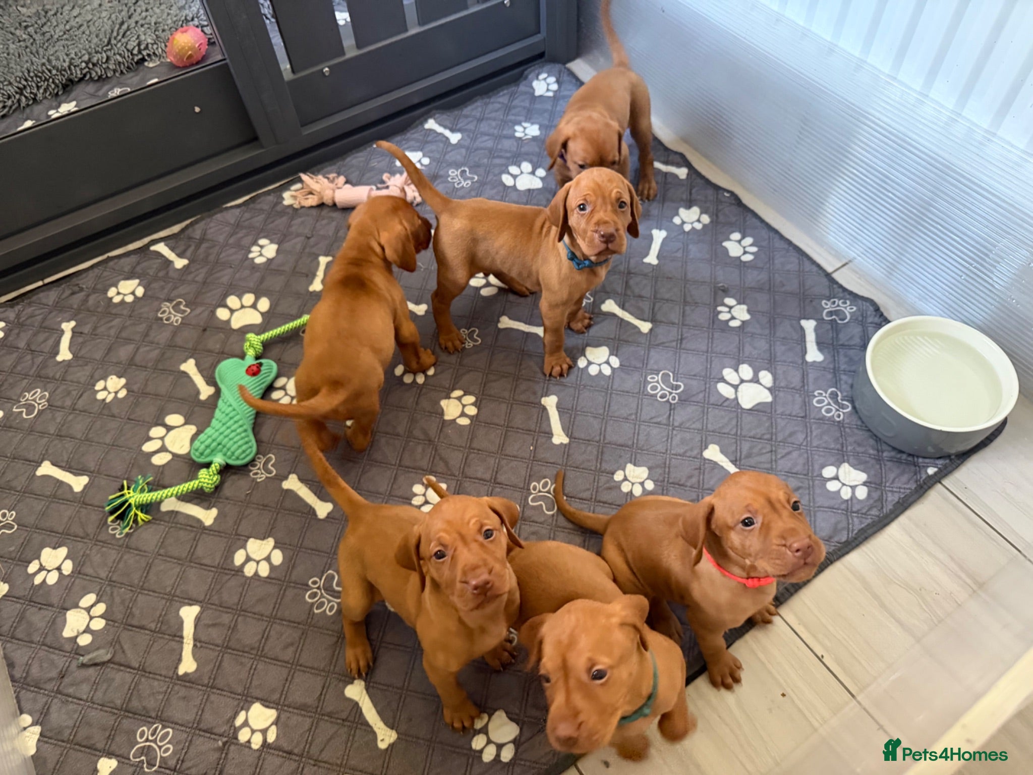 Hungarian Vizsla dogs KC registered Vizlas - Advert 2