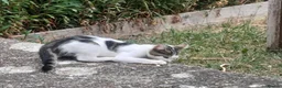 Domestic Shorthair cats for sale: Kitten looking for forever home in Salisbury - Advert 2