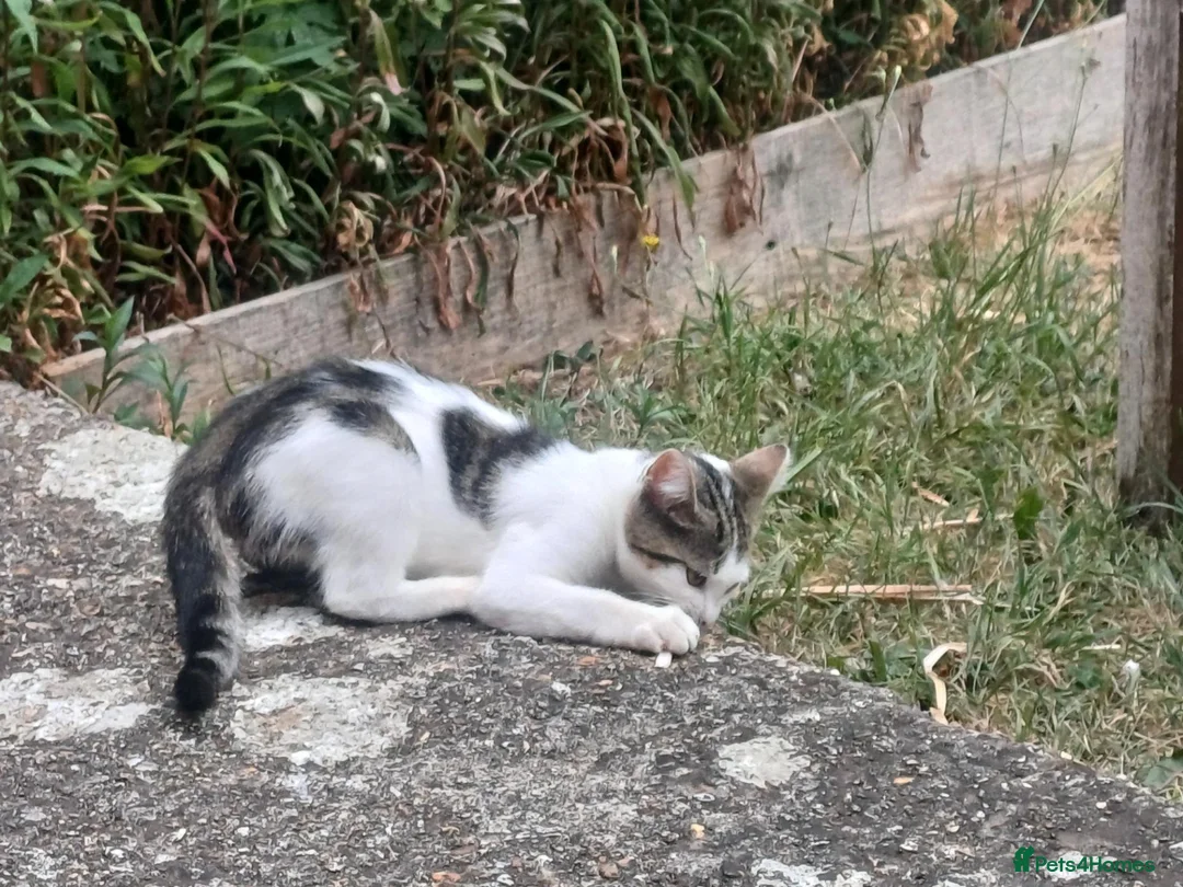 Domestic Shorthair cats for sale: Kitten looking for forever home in Salisbury - Advert 2