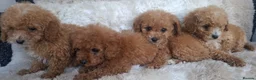 Cavapoo dogs for sale: Toy cavapoos heath checked 100 percent perfect - Advert 3