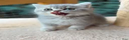 British Longhair cats for sale: PURE TICA BRITISH SHORTHAIR & LONGHAIR KITTENS  - Advert 21
