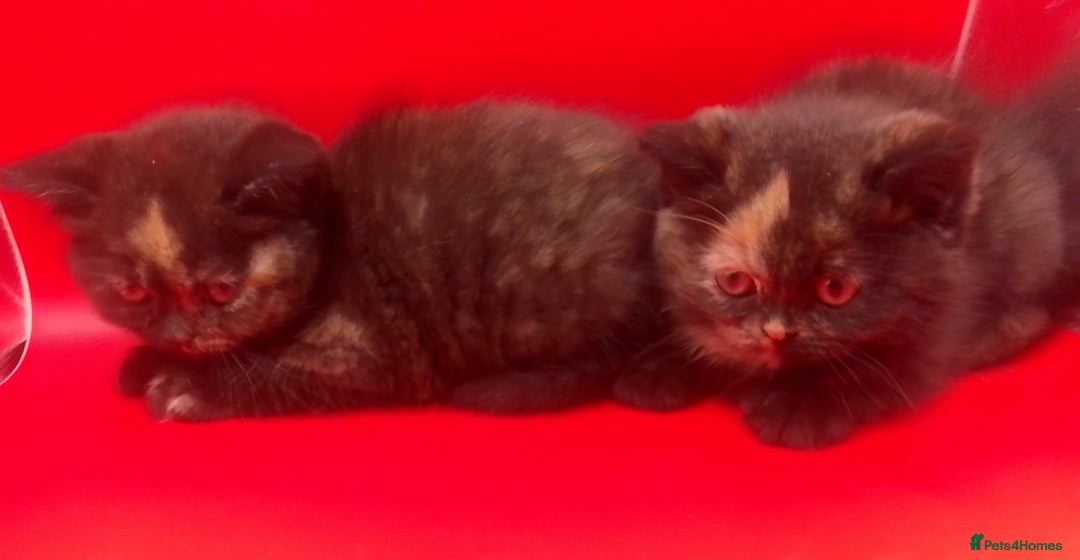 British Shorthair cats for sale: Beautiful  British Shorthair  - Advert 12