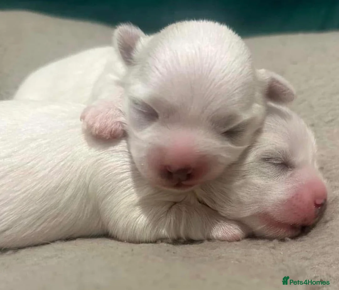 Maltese dogs for sale: Tiny Maltese Puppies From 2kg Parents - Advert 6