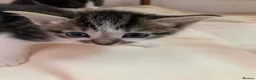 Mixed Breed cats for sale: Kittens  - Advert 3