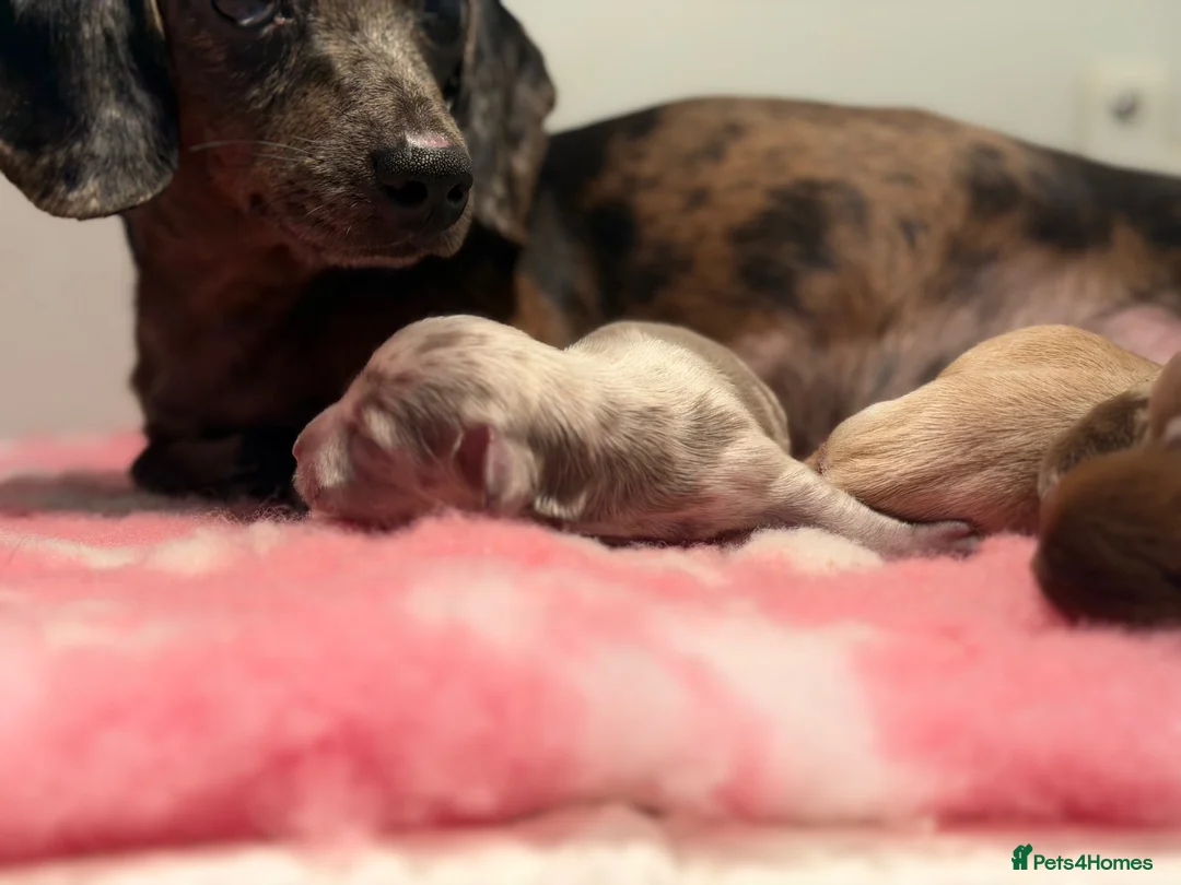 Miniature Dachshund dogs for sale: Teacup in Bootle - Advert 1
