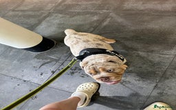 English Bulldog dogs for sale: Stunning Male English Bulldog with Piercing Eyes - Image 11