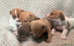 Jack Russell dogs for sale: Stunning litter of miniature Jack Russell puppies - Image 4