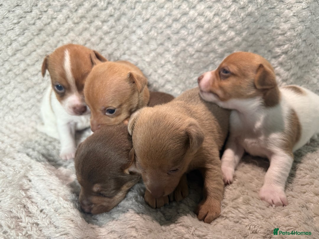 Jack Russell dogs for sale: Stunning litter of miniature Jack Russell puppies - Image 4