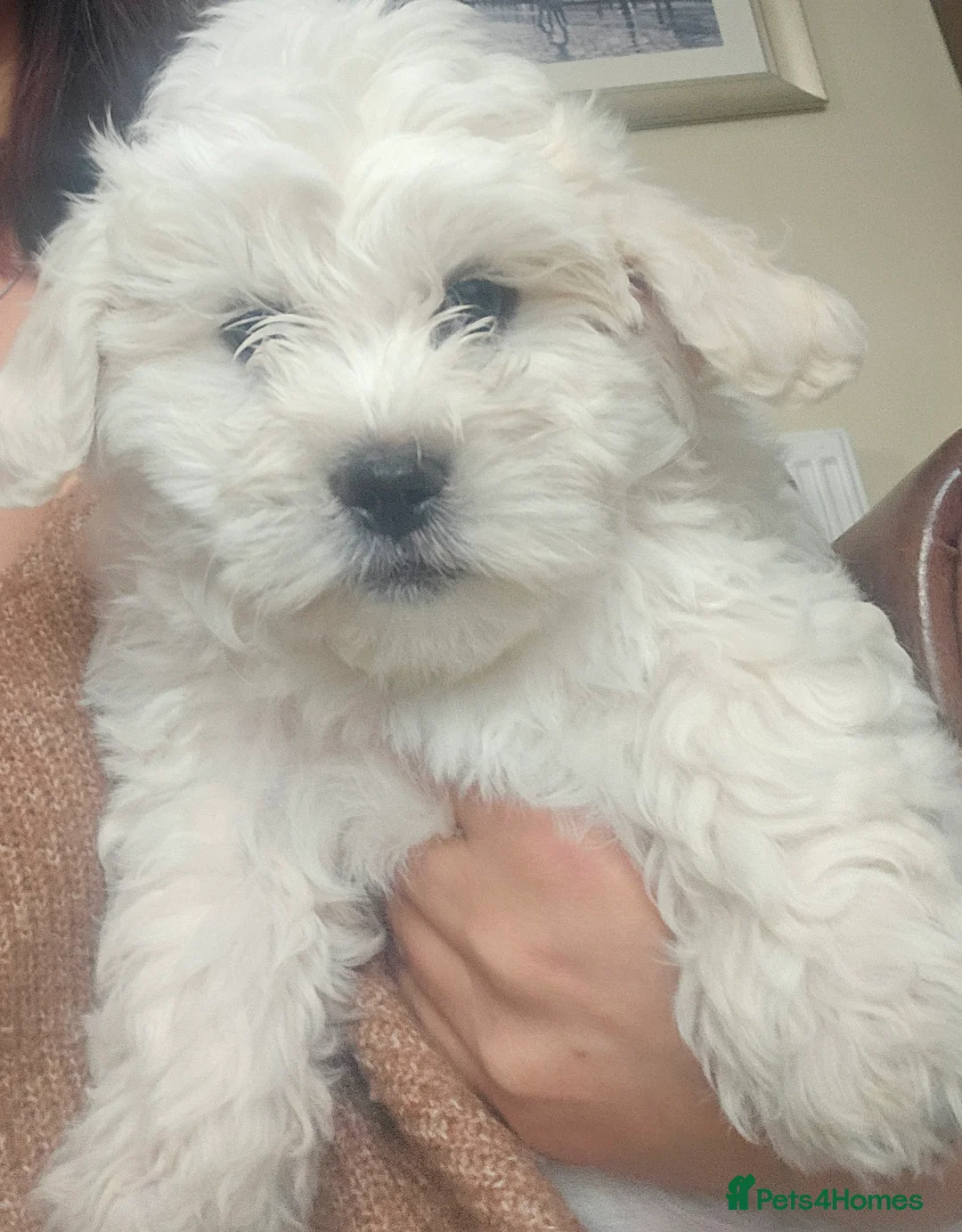 Bichon Frise dogs for sale: Beautiful Bichon Frisé Puppies – 2 Months Old ❤️  in Uttoxeter - Advert 2