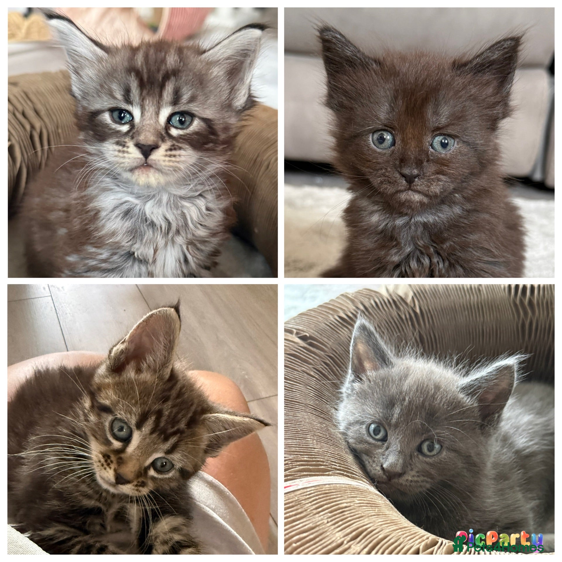 Maine Coon cats Beautiful 100% Maine Coon kittens - Advert 15