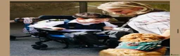 Cavapoochon dogs for sale: Exceptional Extensively health tested cavapoochon - Advert 17
