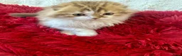 Scottish Fold cats for sale: 5 beautiful, lovely scottish fold boy kittens  - Advert 11