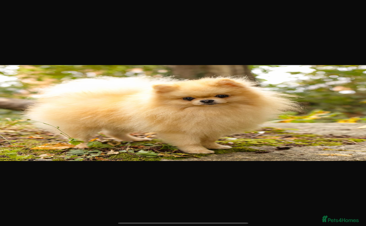 Pomeranian dogs - Advert 3