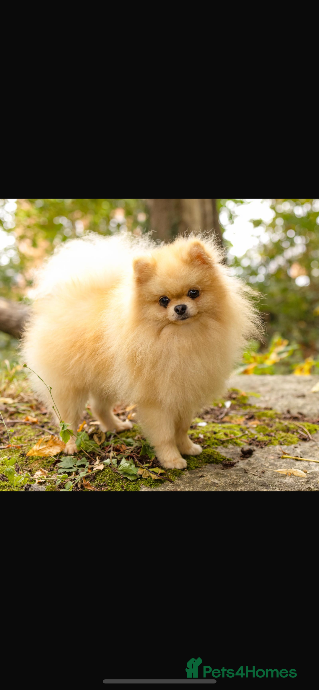 Pomeranian dogs for sale: Kc micro teddy bear pom  - Image 1
