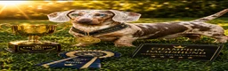 Miniature Dachshund dogs for stud: Stud  - Advert 1