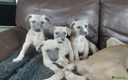 Whippet dogs for sale: Whippet pup's high quality Cruft winning bloodline - Image 5