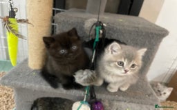 British Shorthair cats for sale: Fabulous, playful and healthy BSH kittens, rare - Image 9