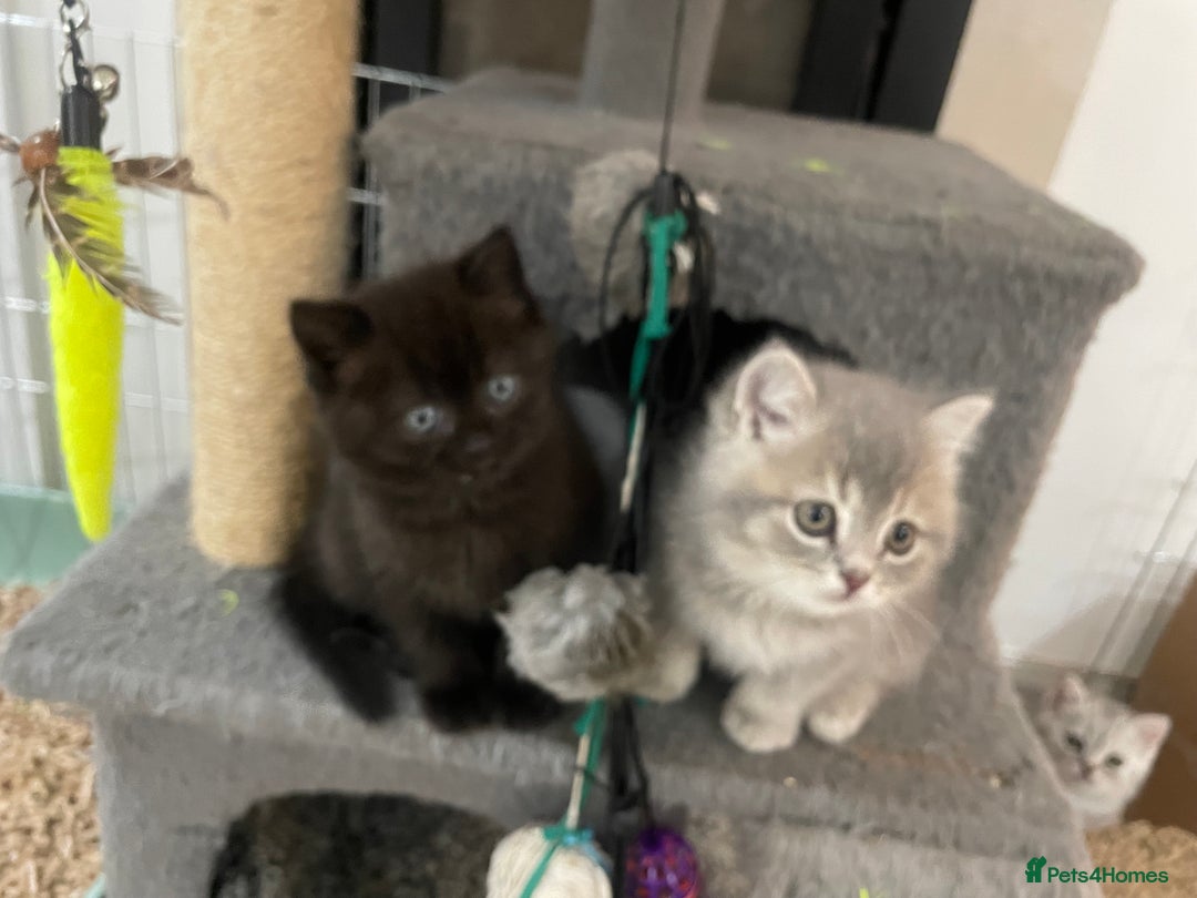 British Shorthair cats for sale: Fabulous, playful and healthy BSH kittens, rare - Image 9