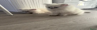Ragdoll 1
