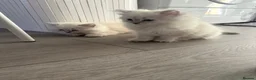 Ragdoll cats for sale: Ragdoll kitten  in London - Advert 24